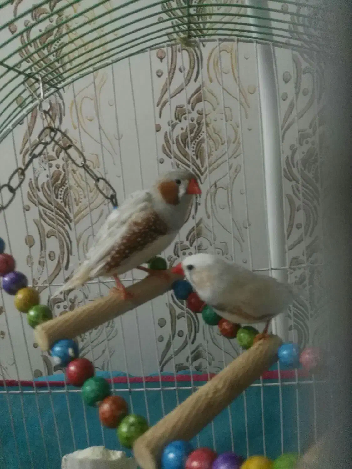 پرنده|پرنده|نیشابور, فردوسی جنوبی|دیوار