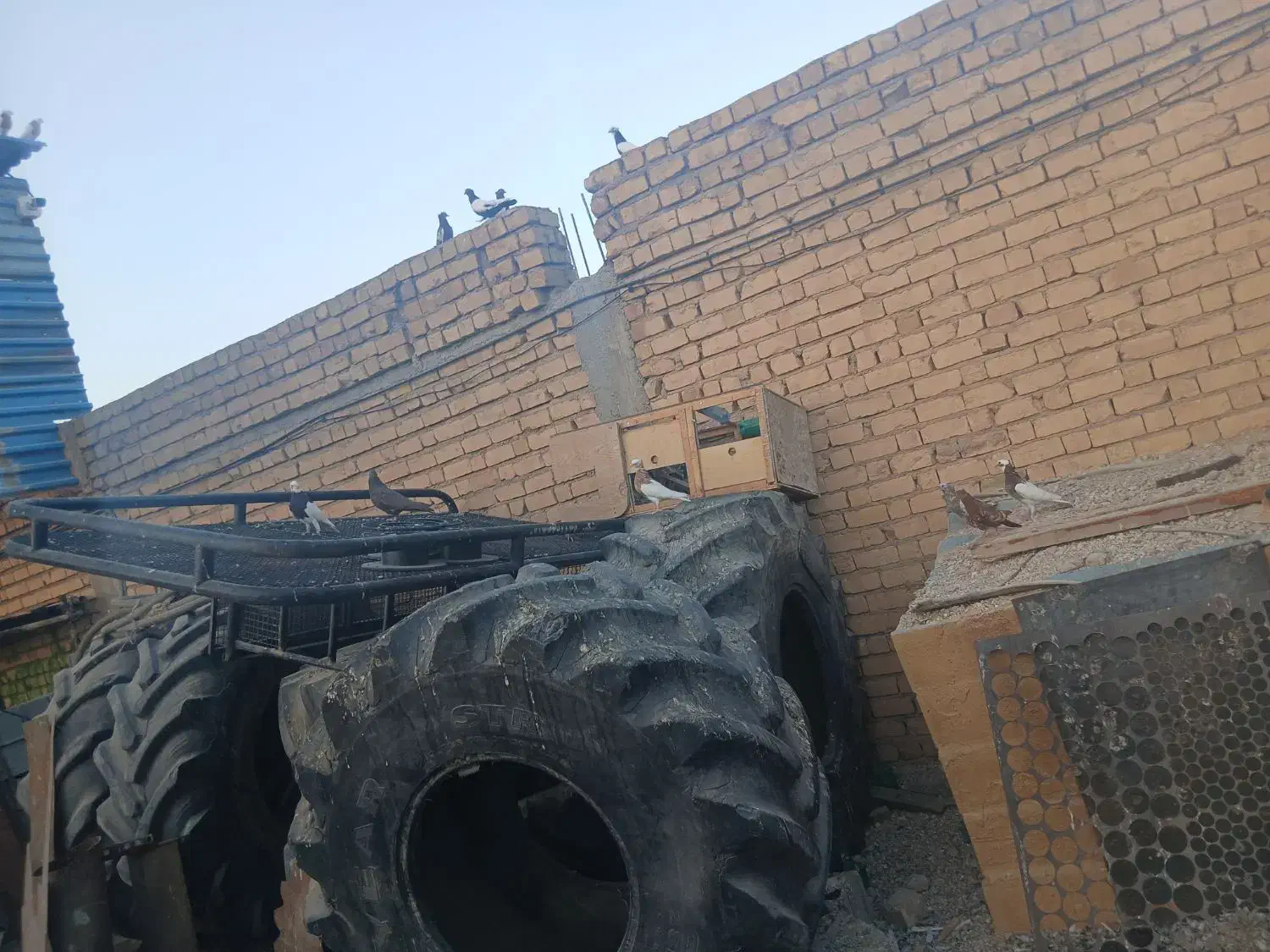 کبوتر|پرنده|مرودشت, دولت آباد|دیوار