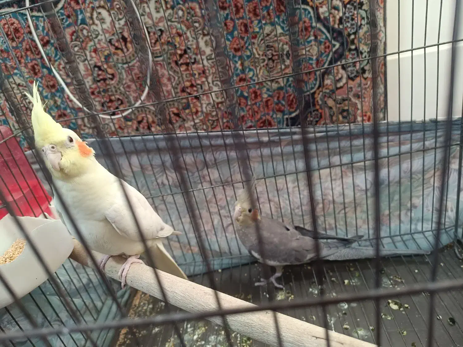 عروس هلندی ۳ ماهه|پرنده|فردوسیه, |دیوار