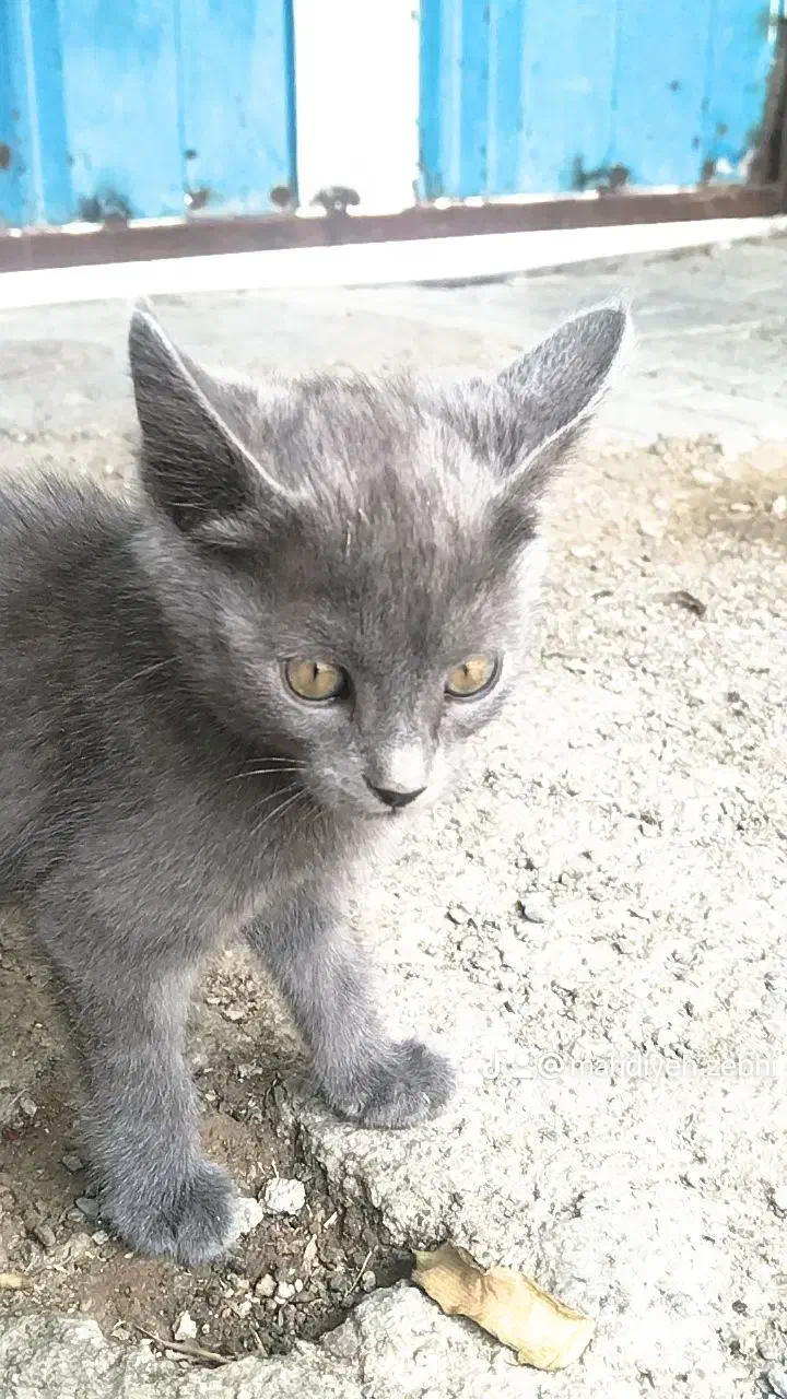 گمشده|گربه|تربتحیدریه, کلاته توکلی|دیوار