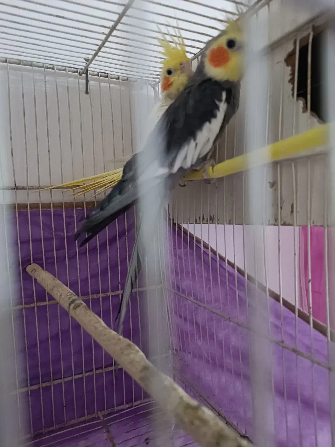 عروس هلندی|پرنده|کوهسرخ, |دیوار