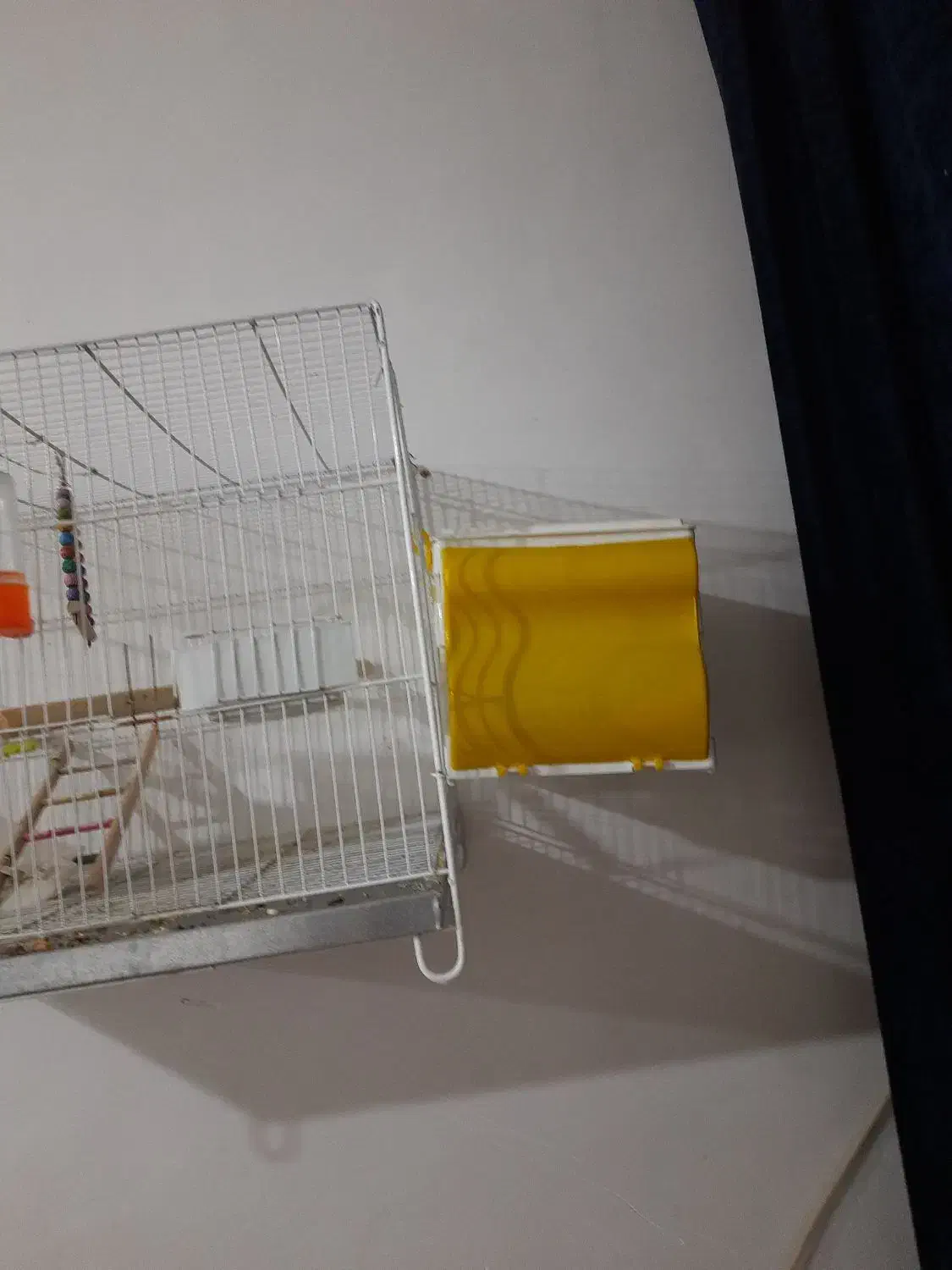 با سلام ی جفت عروس|پرنده|مشهد, شهرک مهرگان|دیوار