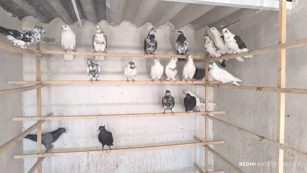 کبوتر پرشی|پرنده|آران و بیدگل, |دیوار