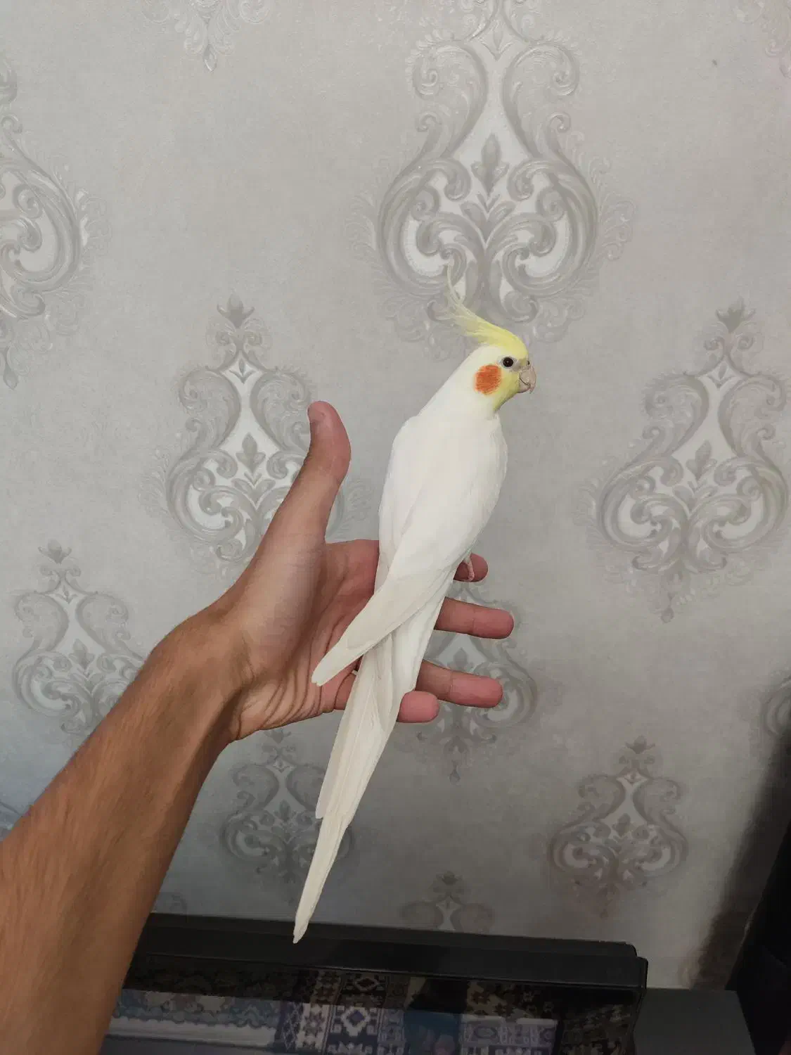 عروس هلندی نر|پرنده|کرج, دهقان ویلا|دیوار