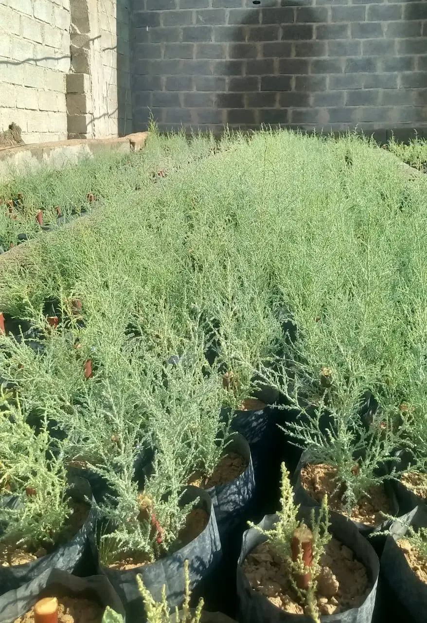 نهال گز شاهی|خدمات باغبانی و درختکاری|علی‌آباد کتول, |دیوار