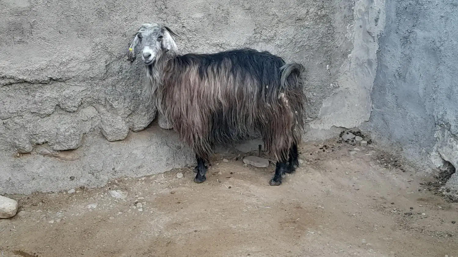 بز چاق|حیوانات مزرعه|سمنان, |دیوار