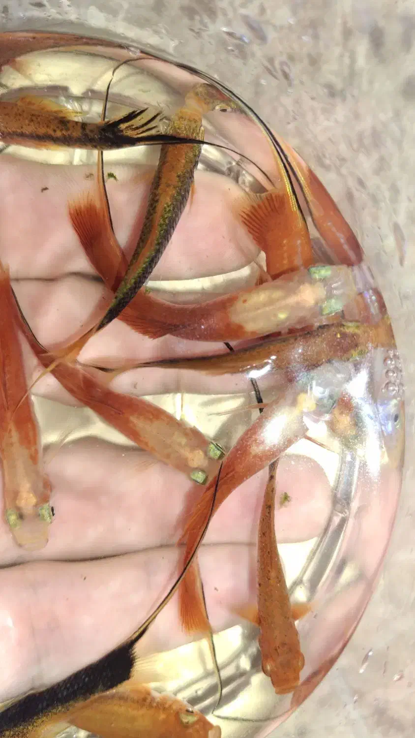 ماهی دم شمشیری|ماهی|بندر انزلی, معلم|دیوار