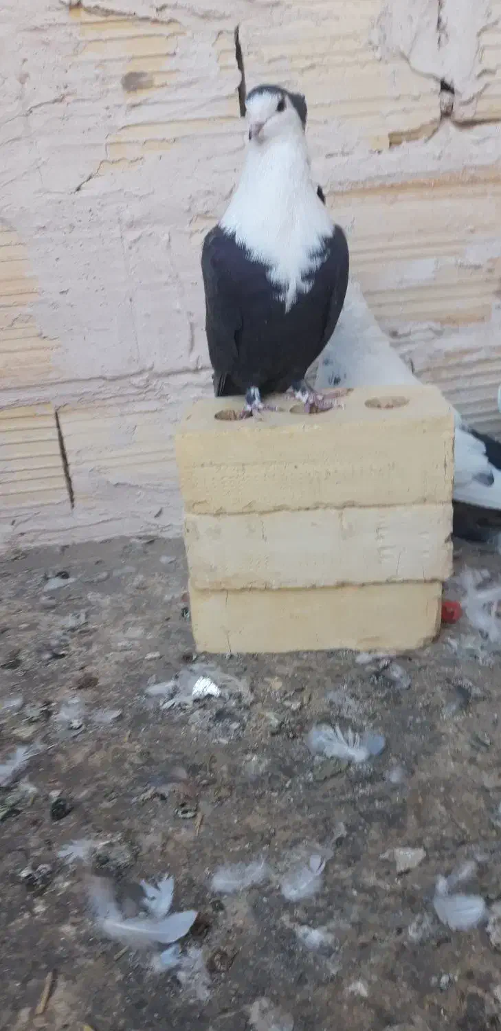 کبوتر ارزون|پرنده|کاشمر, |دیوار