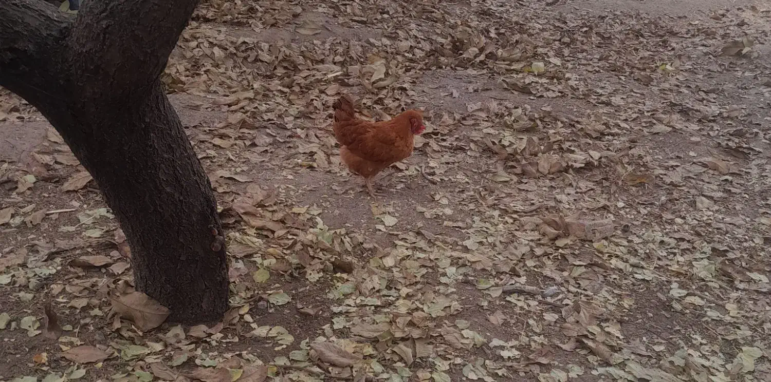 مرغ وفریک های امسال ۴تا سالم|حیوانات مزرعه|محمدیه-قزوین, |دیوار