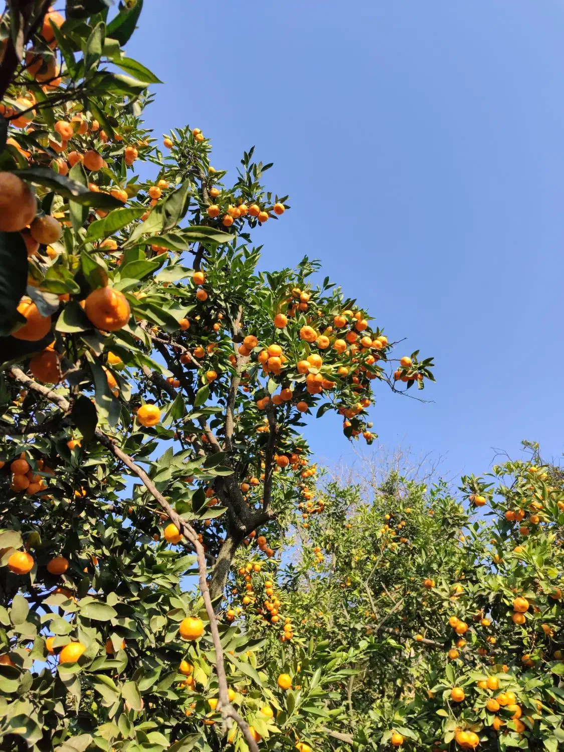 میوه تره بار|حراج|ساری, |دیوار