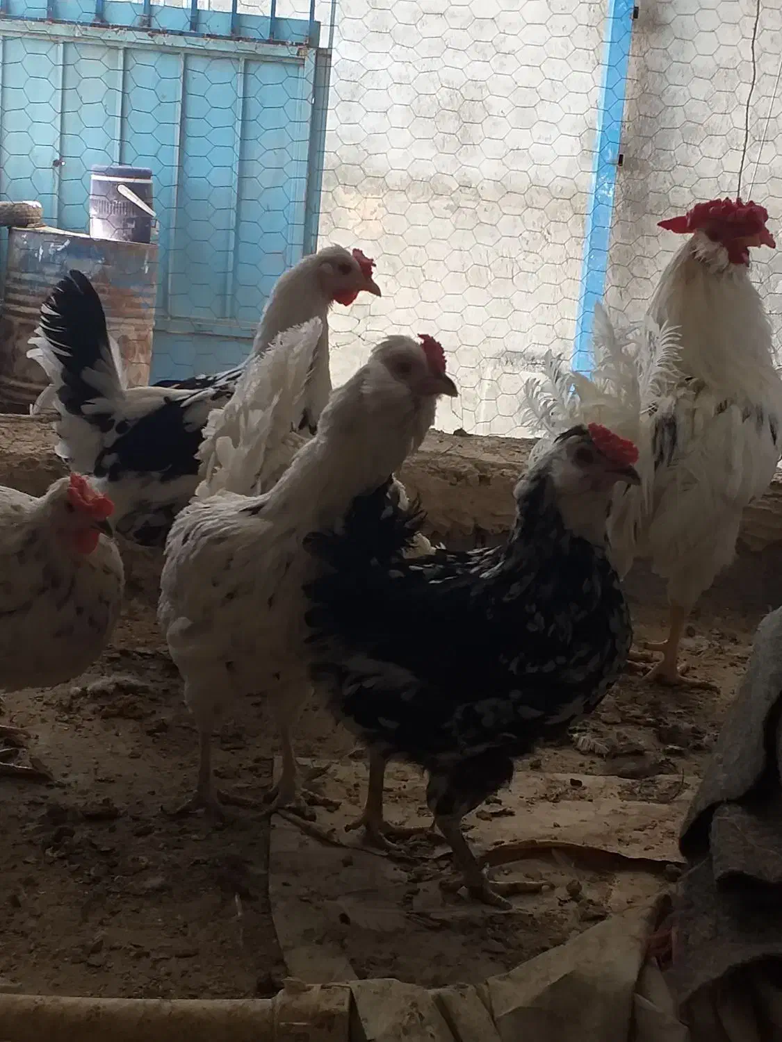 تخم نطفه دار گلین|حیوانات مزرعه|خمینیشهر, |دیوار