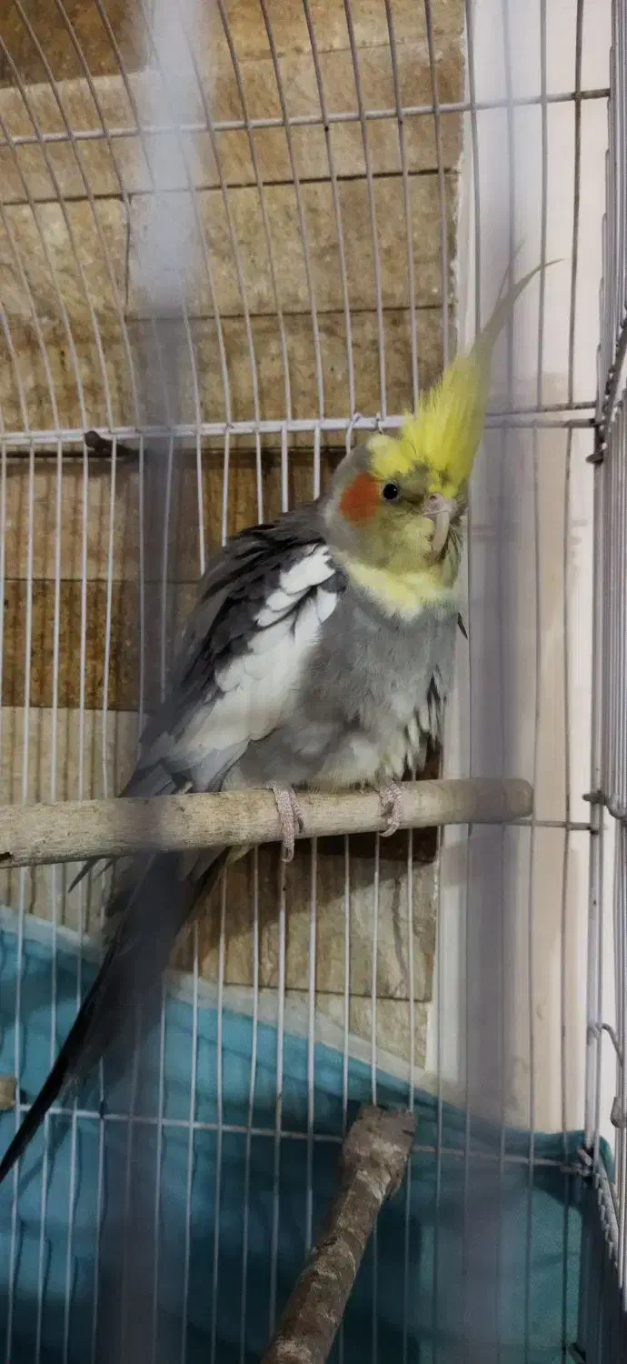 پرنده عروس|پرنده|رشت, ولکس|دیوار