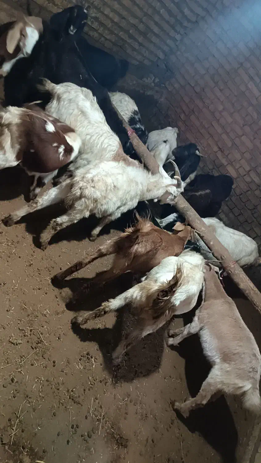 ۱۵عدد بزغاله|حیوانات مزرعه|خمین, |دیوار