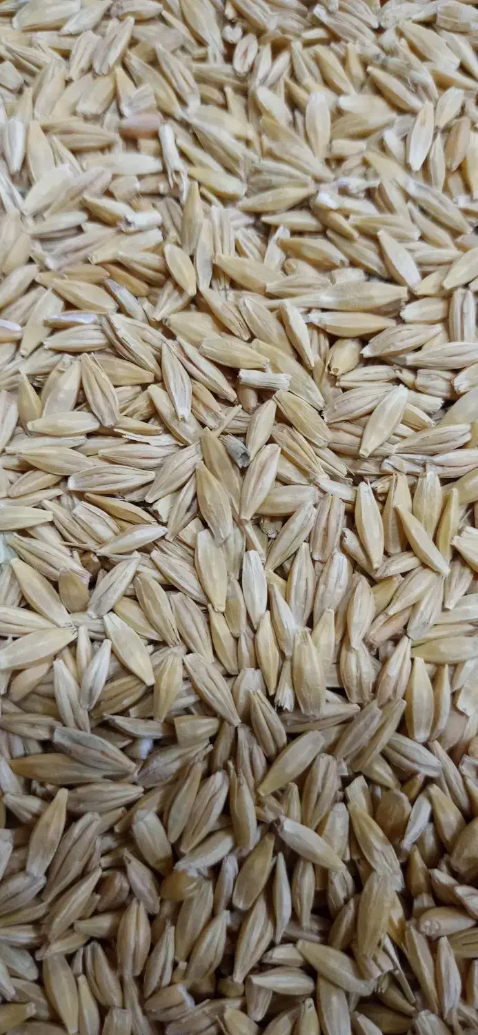 جو دیم بسیار چاق تمیز|عمدهفروشی|سنقر, |دیوار