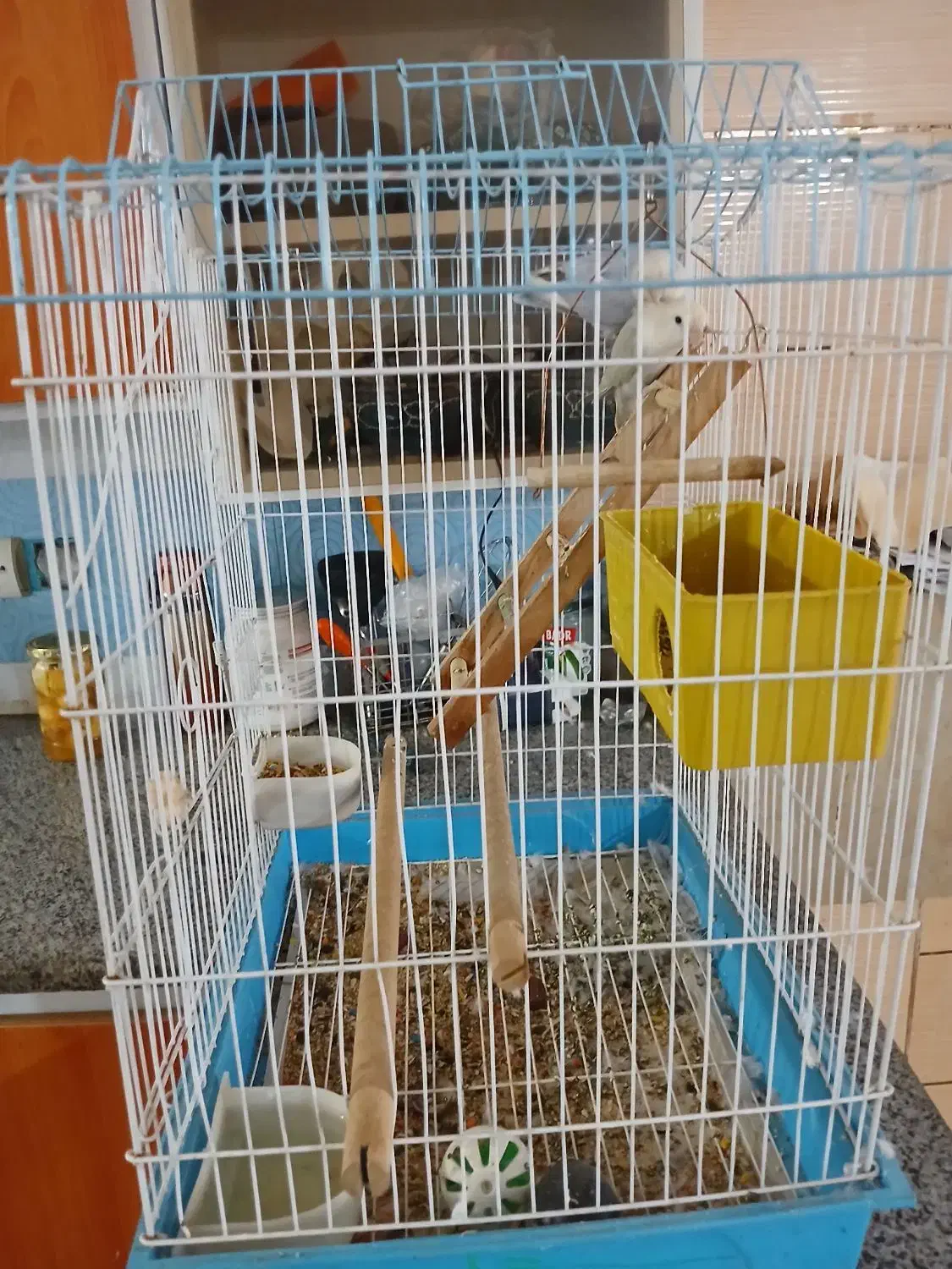 طوطی کتوله|پرنده|یاسوج, |دیوار