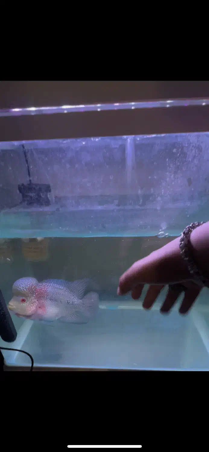 ماهی فلاور|ماهی|تهران, پامنار|دیوار