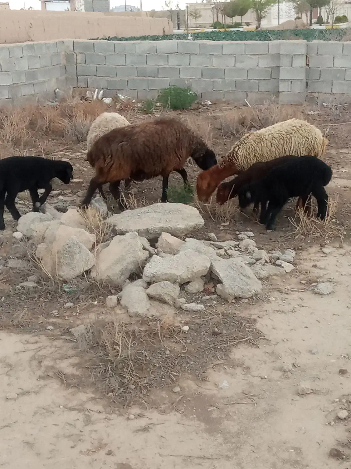 میش‌بره‌بز‌بزغاله|حیوانات مزرعه|جوادآباد, |دیوار