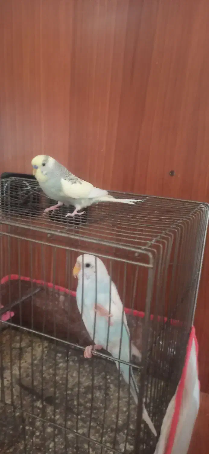 مرغ عشق|پرنده|شیراز, وصال|دیوار