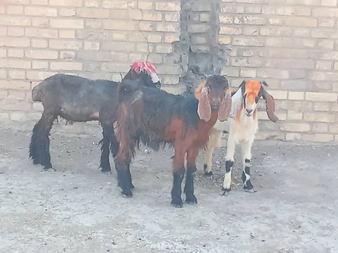 بره و بیگ نر.بیگ ماده|حیوانات مزرعه|مسجد سلیمان, |دیوار