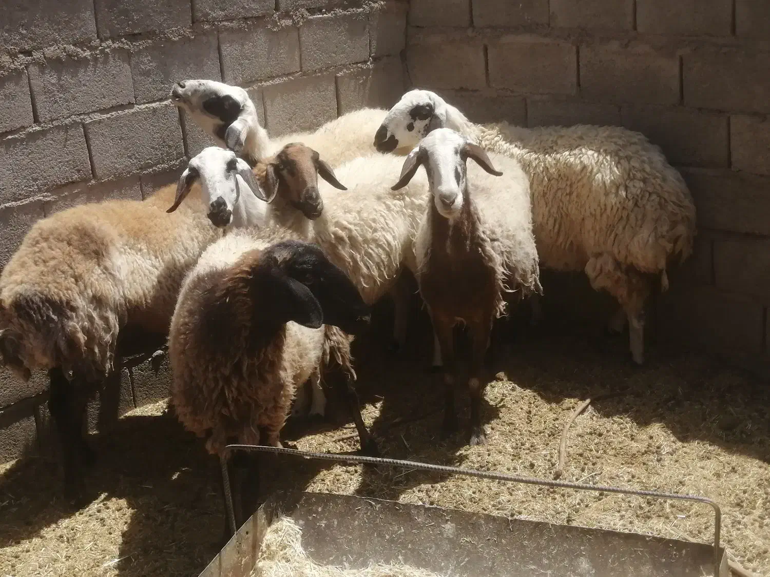 شش عدد میش چاق برای کش|حیوانات مزرعه|طبس, |دیوار