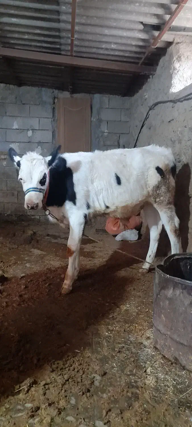 گوساله نر|حیوانات مزرعه|قلعه شاهین, |دیوار