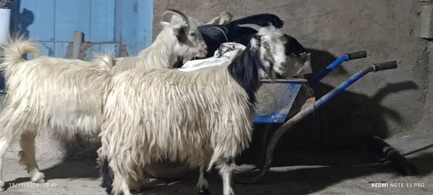 بیگ|حیوانات مزرعه|شوشتر, |دیوار