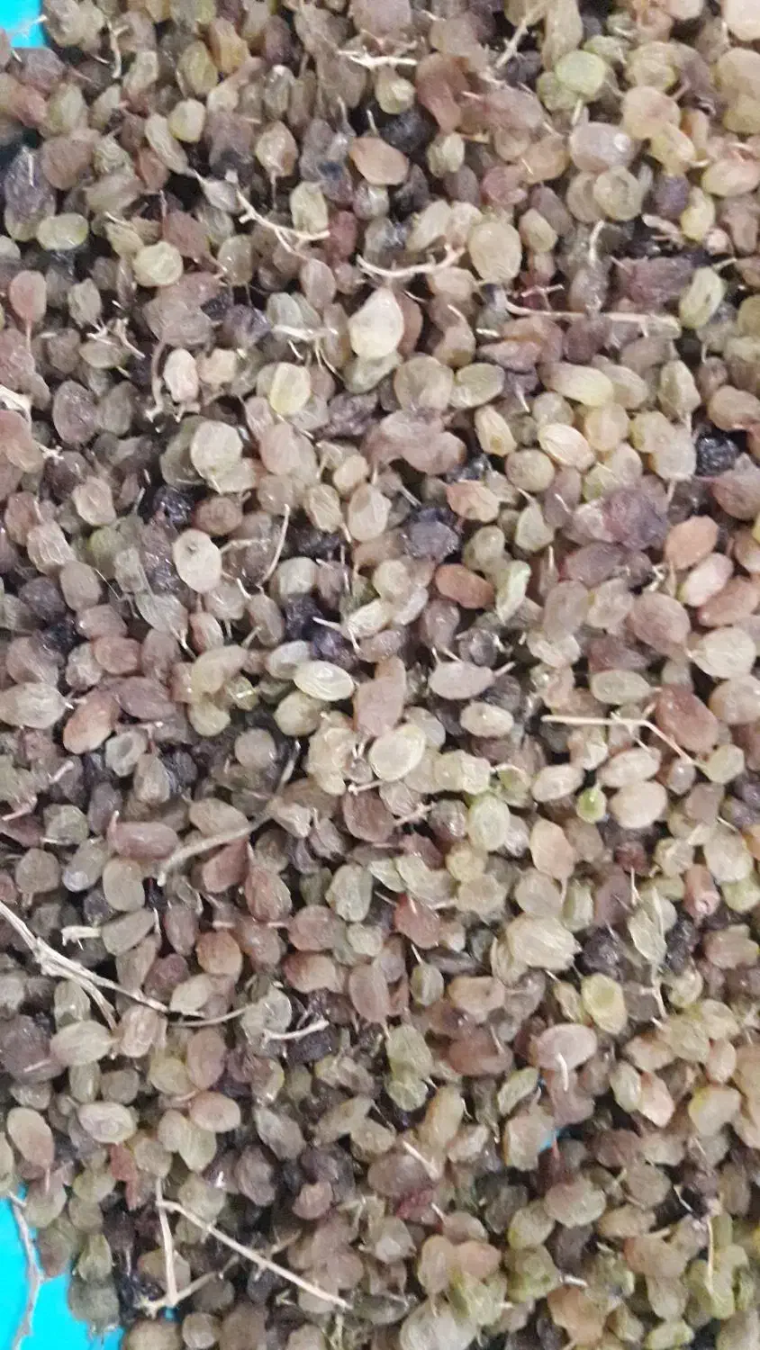 فروش عمده کشمش تیزابی|خوردنی و آشامیدنی|نهاوند, |دیوار