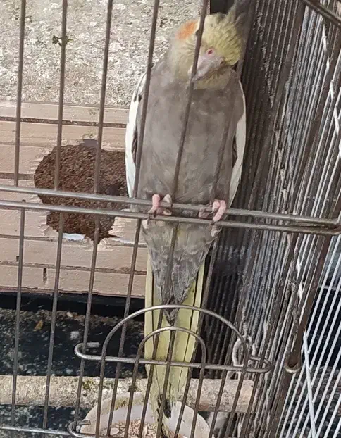 یک جفت عروس کار داده و لوتینو تکی|پرنده|شهریار, شهرک نماز (دینار آباد)|دیوار