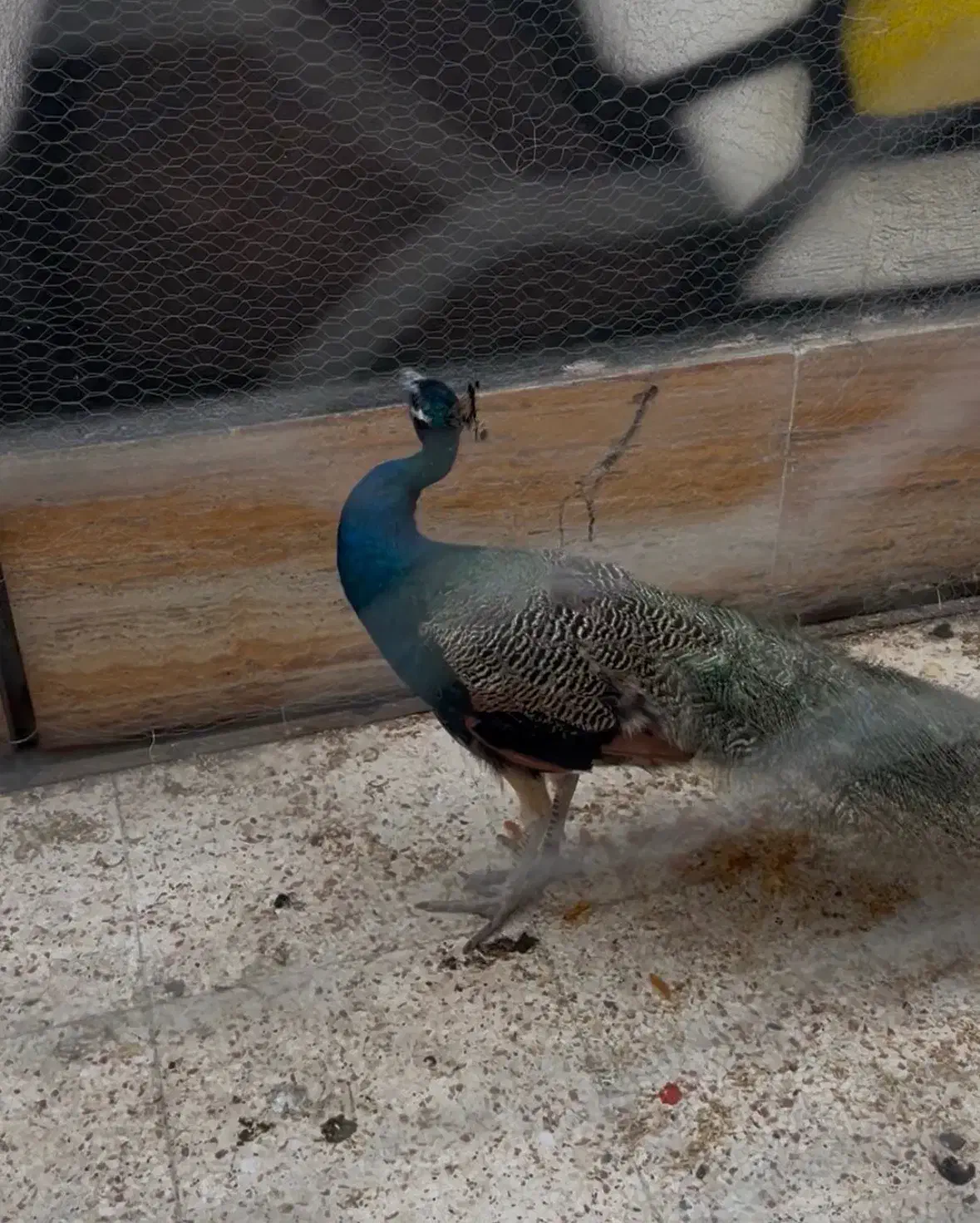 طاووس|پرنده|فردیس, خیام شرقی|دیوار