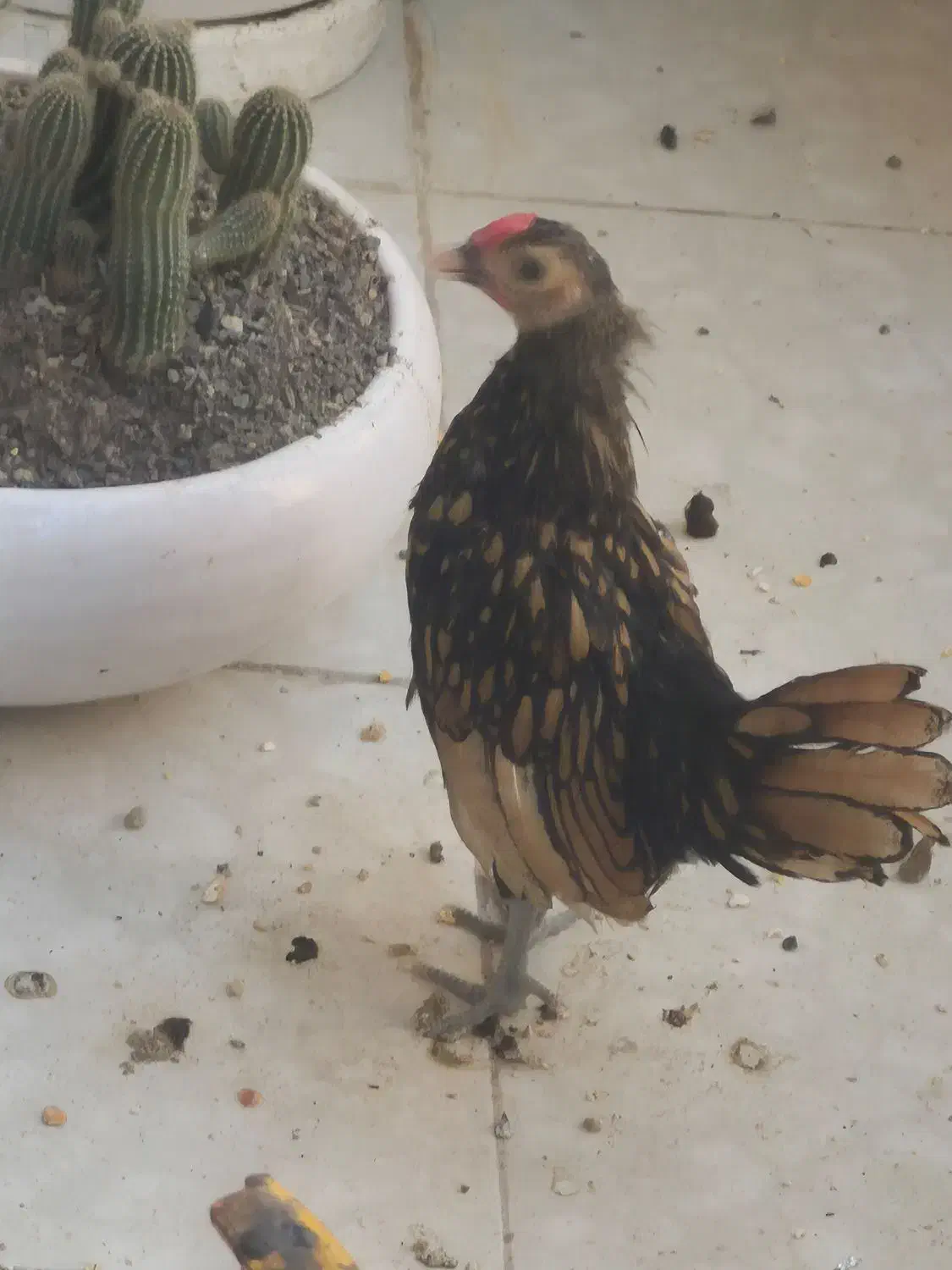 خروس چینی|حیوانات مزرعه|بندرعباس, |دیوار