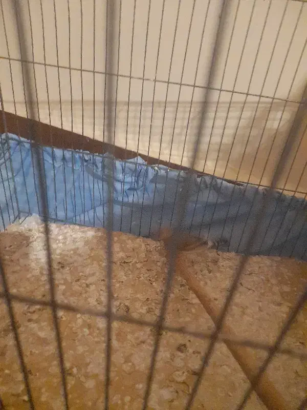 فنچ|پرنده|ایذه, |دیوار