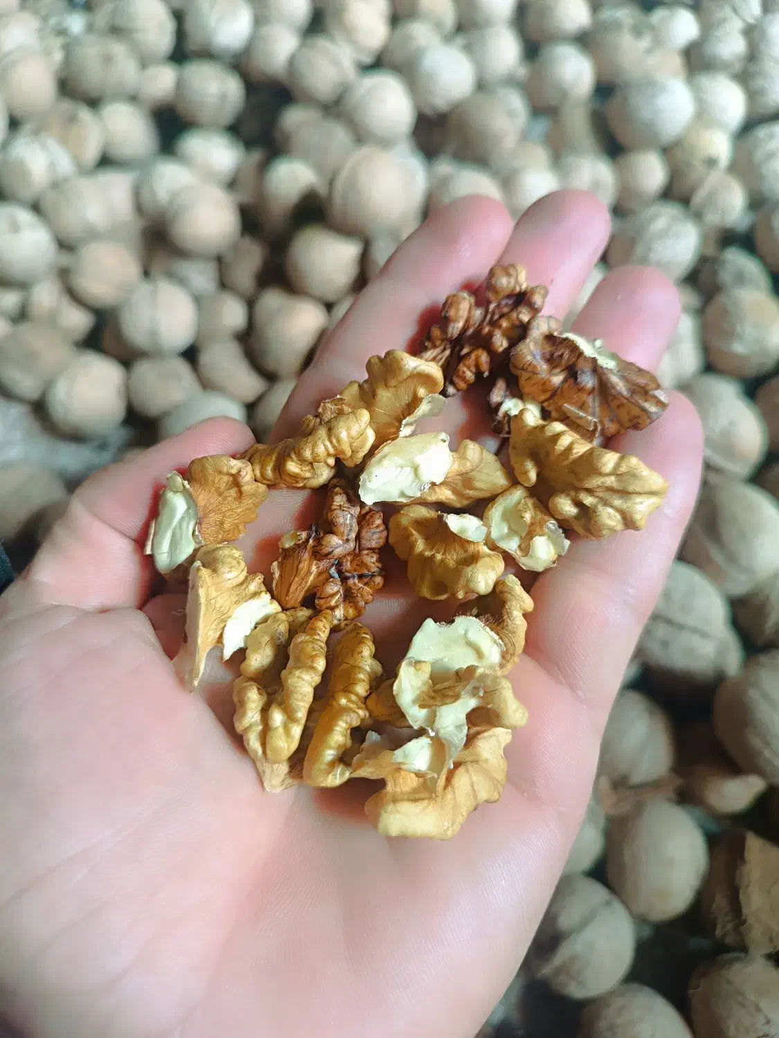 گردو|خوردنی و آشامیدنی|بیرانوند, |دیوار