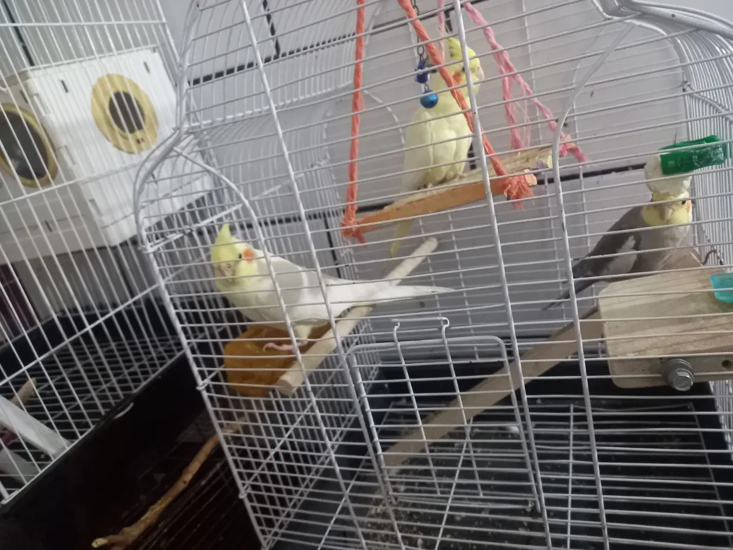 باسلامجوجهعروسهلندیرامدستیلوتینوخاکستری|پرنده|جیرفت, |دیوار