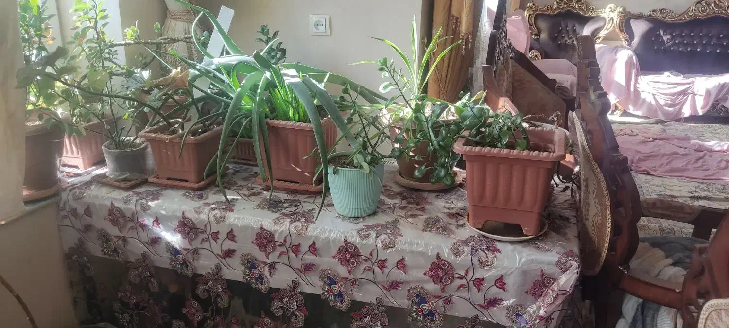 بوفه آکواریوم گل و میز|بوفه، ویترین، کنسول|سراب, |دیوار