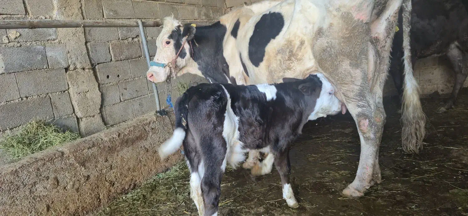 گاو شیری|حیوانات مزرعه|مسجد سلیمان, |دیوار