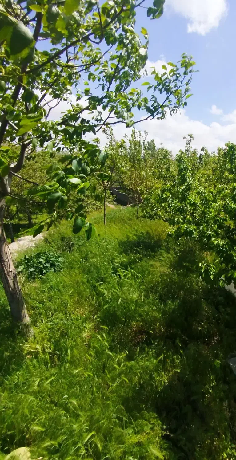 باغ دراسکو|فروش زمین و ملک کلنگی|اسکو, |دیوار