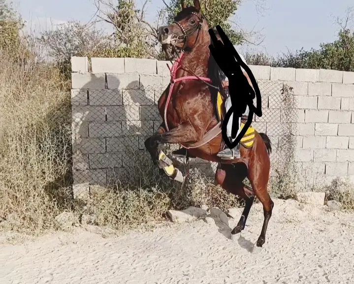 اسب|اسب و تجهیزات اسب‌سواری|همدان, |دیوار