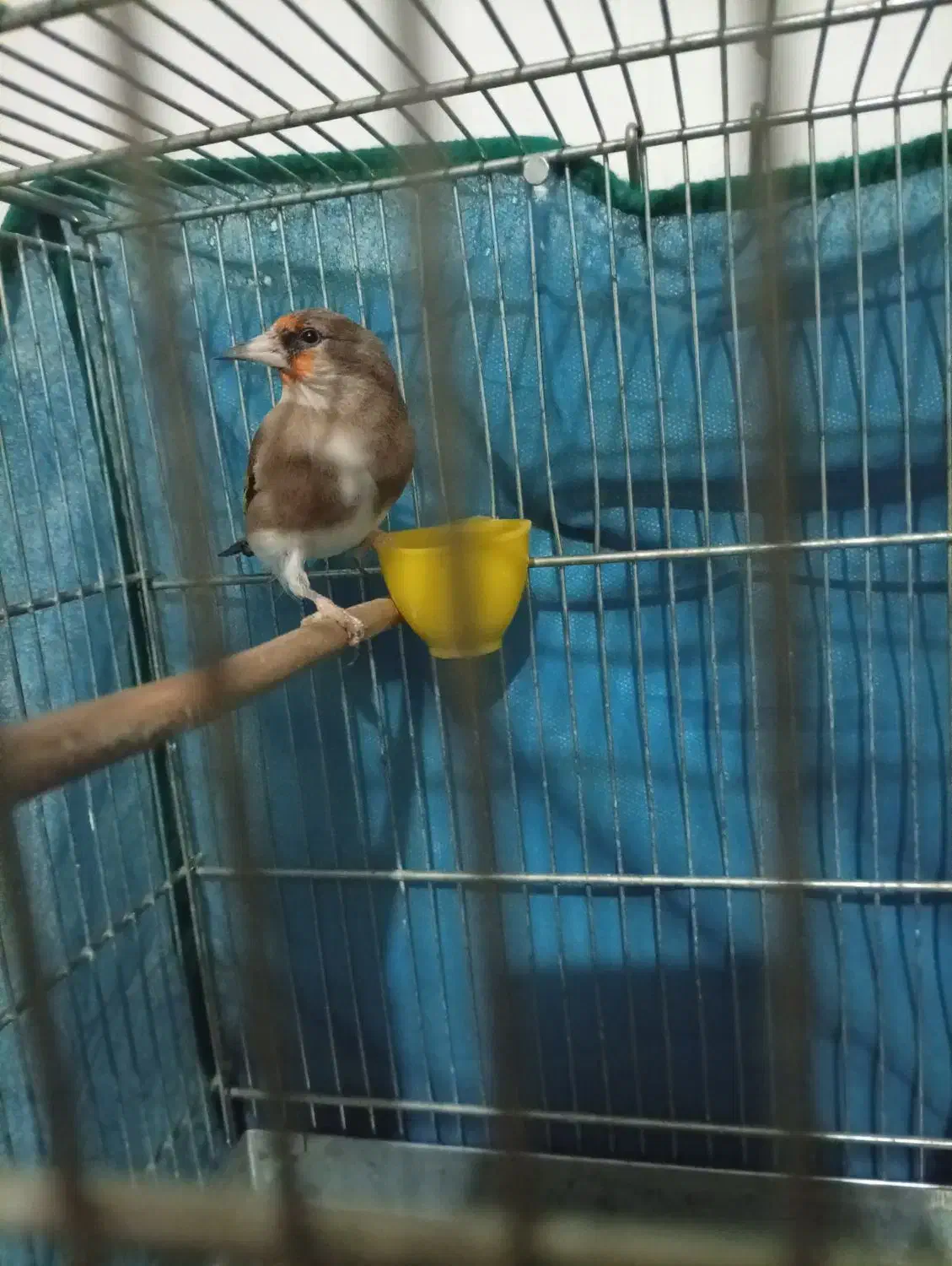 سره ماده درجه یک|پرنده|پاکدشت, پاکدشت (مامازند)|دیوار