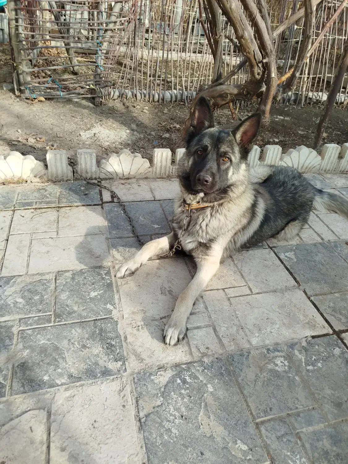 ژرمن مالینویز|سگ|بومهن, |دیوار