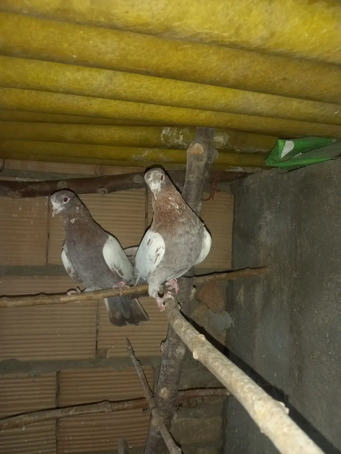 کفتر انگلیسی دهاتی پرشی|پرنده|کهریزک, |دیوار