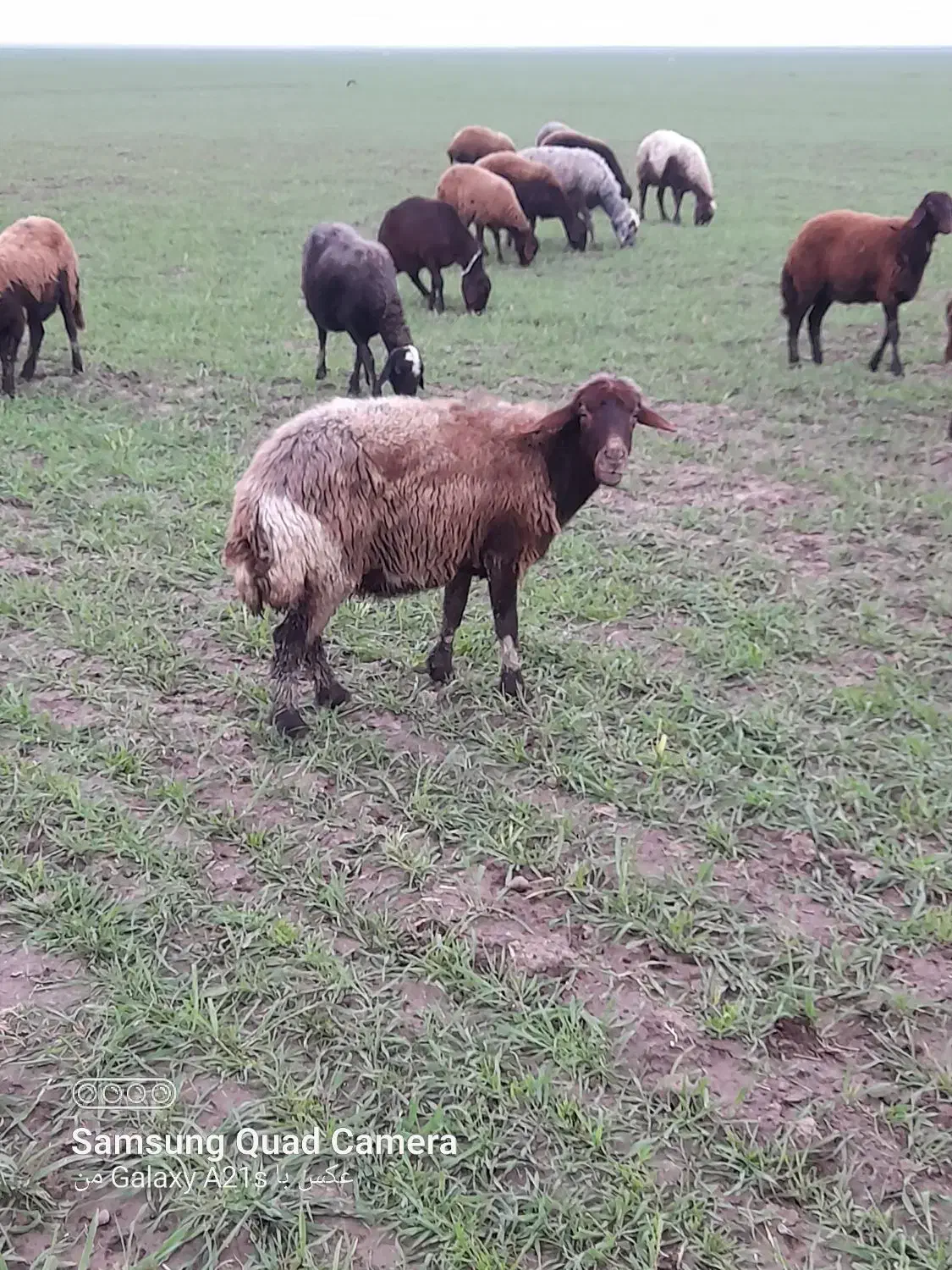 گوسفند|حیوانات مزرعه|سنگدوین, |دیوار