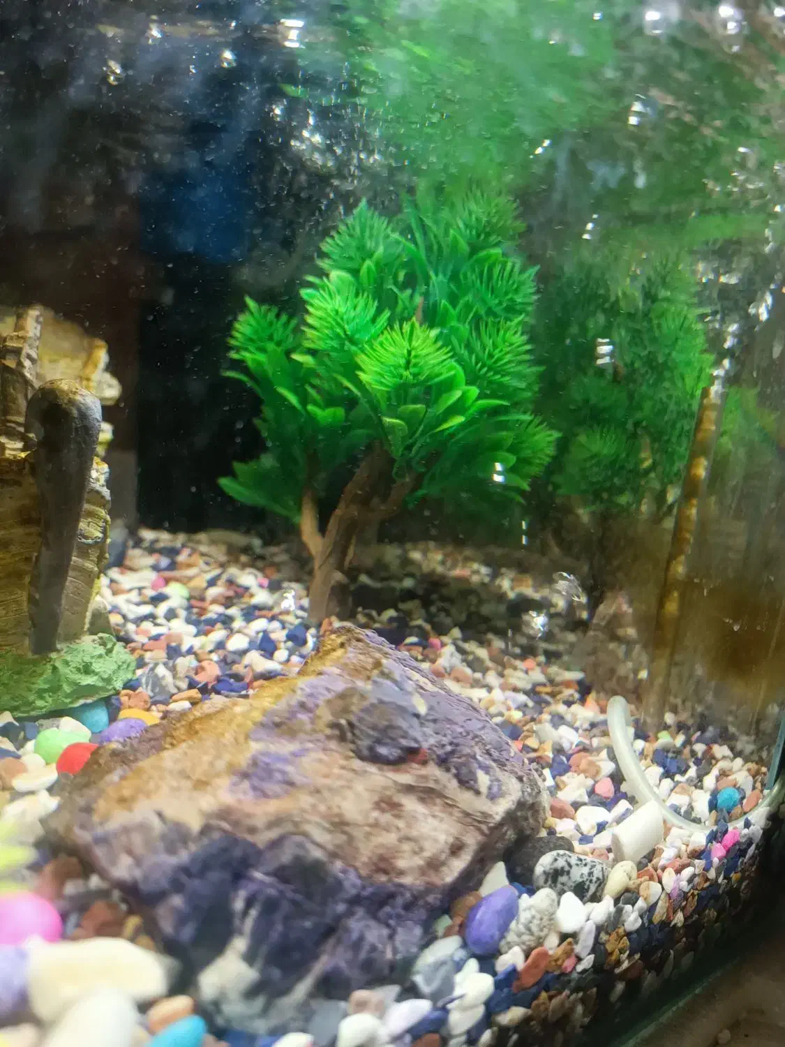 آکواریوم شیشه خم با تمام تجهیزات|ماهی|کاشان, سلطان امیر احمد|دیوار