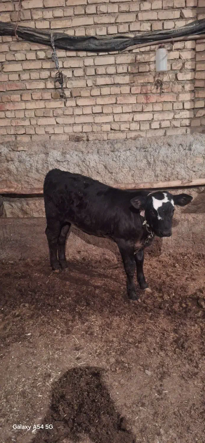 گاو شیری شکم اول با گوساله|حیوانات مزرعه|فریدونشهر, |دیوار