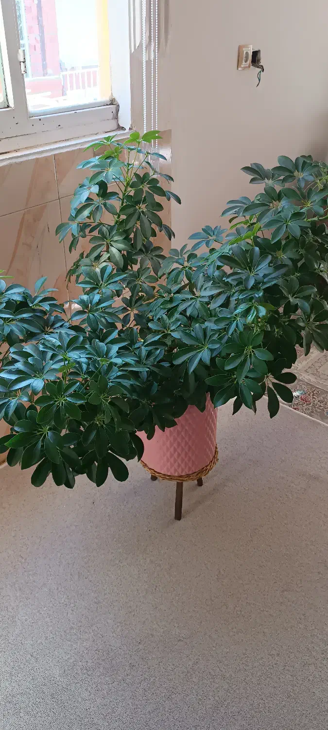 فروش گل|گل و گیاه طبیعی|مریوان, |دیوار