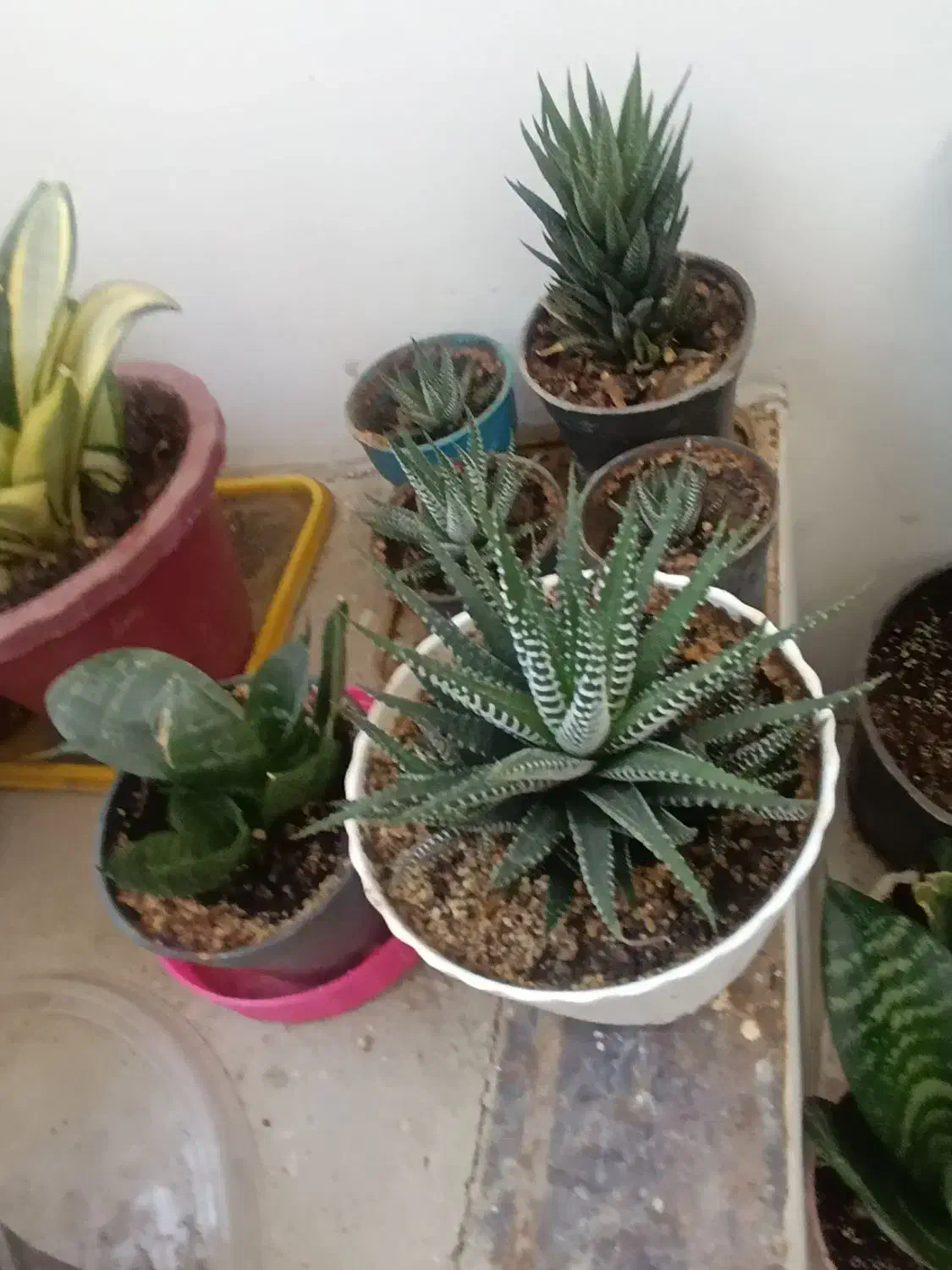 گل و گیاه|گل و گیاه طبیعی|اصفهان, شیخ طوسی|دیوار