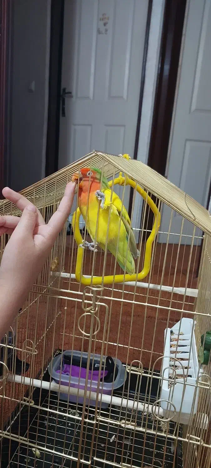 طوطی برزیلی|پرنده|هشتگرد, فاز ۱ مهستان|دیوار