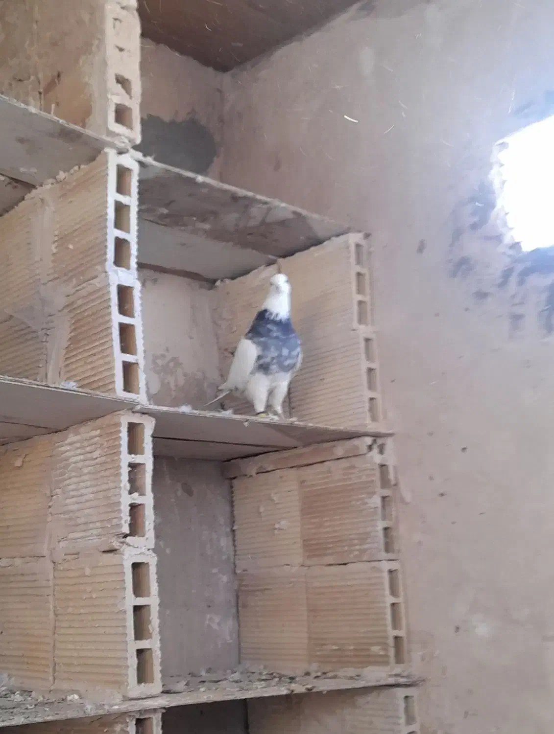 نر طوقی|پرنده|قم, یزدانشهر|دیوار