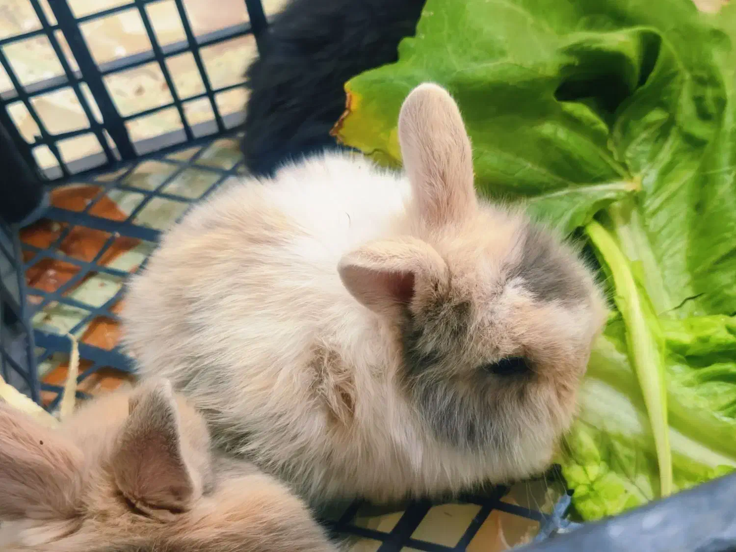 توله خرگوش میکس|موش و خرگوش|شیراز, تندگویان|دیوار