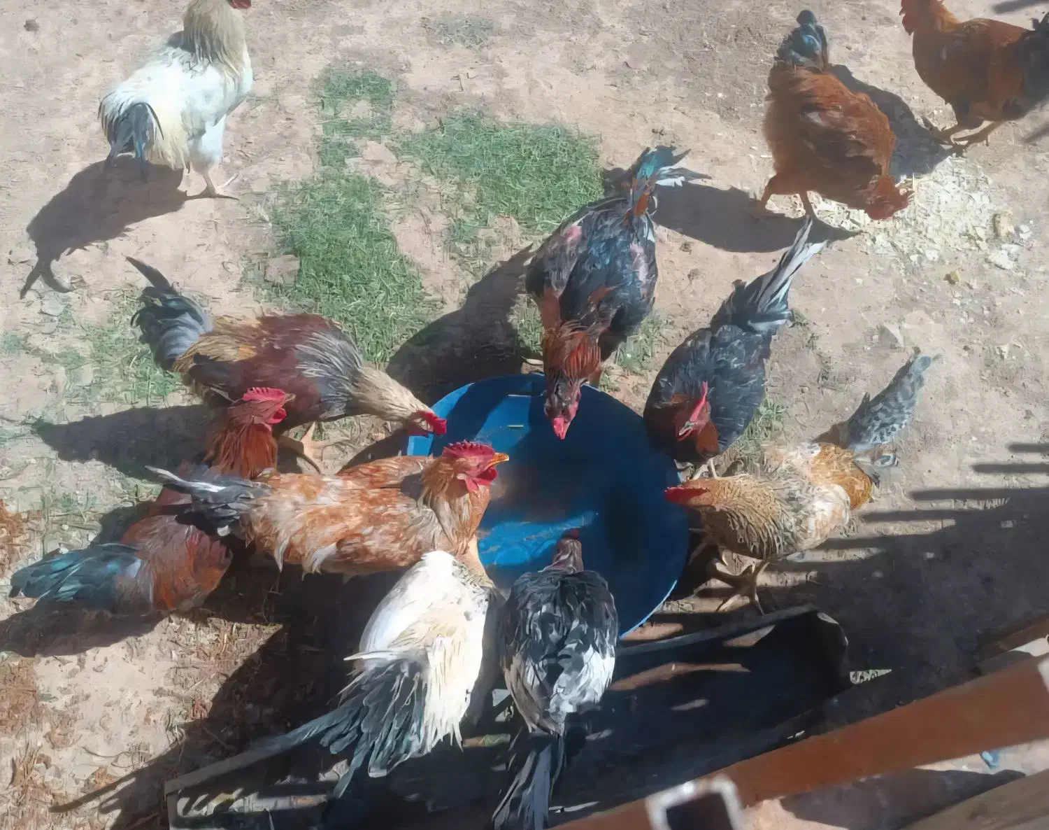 خروس محلی|حیوانات مزرعه|زاویه, |دیوار