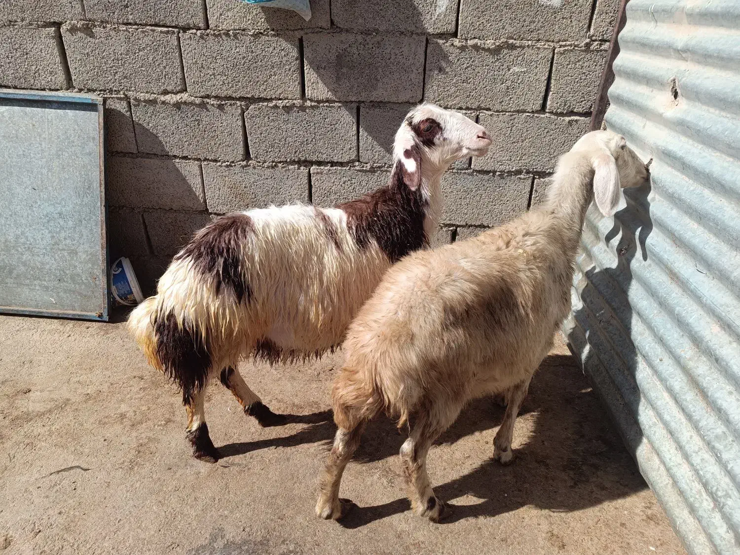 بره و میش|حیوانات مزرعه|سیلاخور, |دیوار